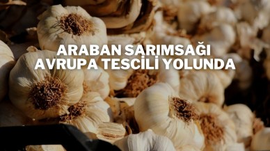 Araban Sarımsağı Avrupa Tescili Yolunda