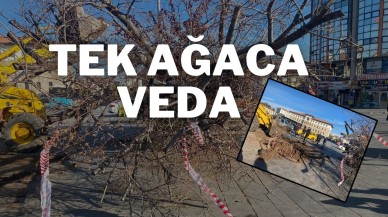 Tek Ağaca Veda