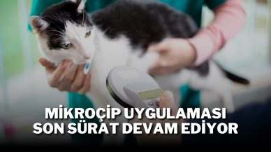 Mikroçip Uygulaması Son sürat Devam Ediyor