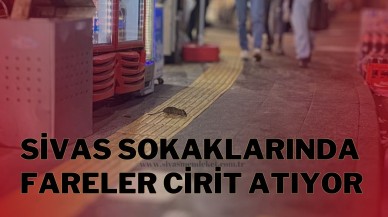 Sivas Sokaklarında Fareler Cirit Atıyor