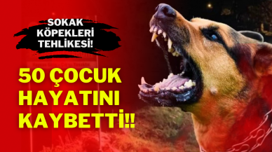 Sokak Köpekleri Tehlikesi: 50 Çocuk Hayatını Kaybetti!