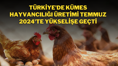 Türkiye'de Kümes Hayvancılığı Üretimi Temmuz 2024'te Yükselişe Geçti