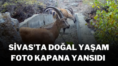 Sivas'ta Doğal Yaşam Foto Kapana Yansıdı