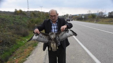 Sinop’ta Kargalarla Kavga Eden Atmaca,  Otoyolda Otomobile Çarparak Telef Oldu