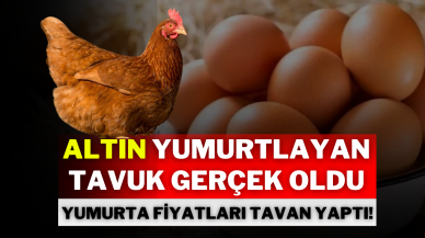 Altın Yumurtlayan Tavuk Gerçek Oldu: Yumurta Fiyatları Tavan Yaptı!