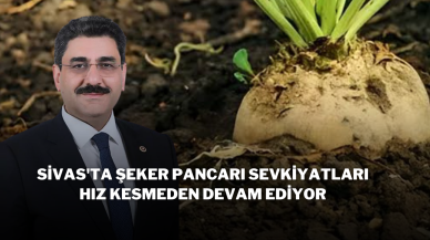 Sivas'ta Şeker Pancarı Sevkiyatları Hız Kesmeden Devam Ediyor