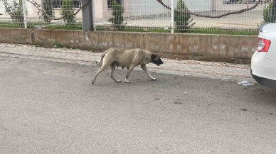 Sokak Köpekleri Kadına Saldırdı