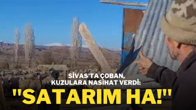 Sivas’ta Çoban,  Kuzulara Nasihat Verdi: ''Satarım Ha!''