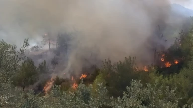 Orman Yangını Zeytin Bahçelerine Sıçradı