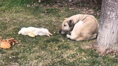 Sokak Köpeği, Ölü Arkadaşını Terk Etmedi