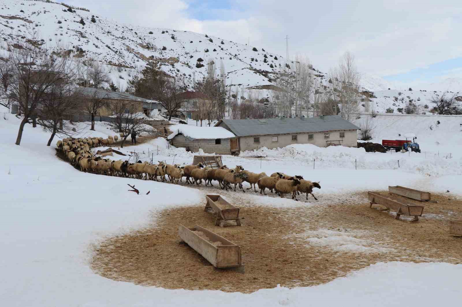 uzayan-kis-gunlerinde-besicilerin-zorlu-kuzu-mesaisi-suruyor